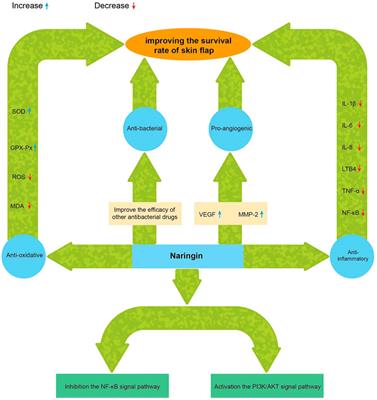 Therapeutic potential of naringin in improving the survival rate of skin flap: A review